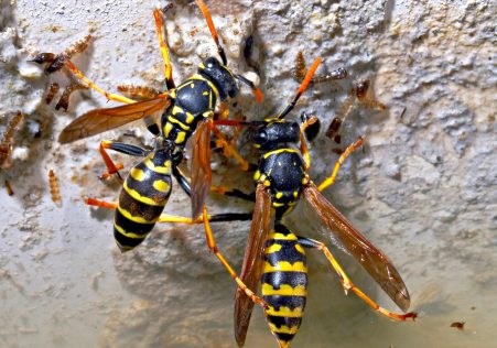 Wasps